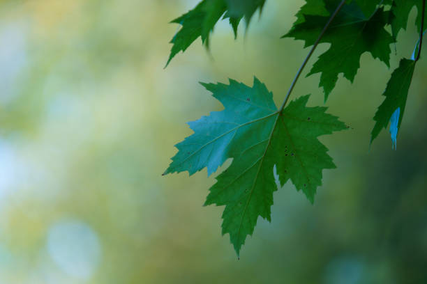 Autumn colorful leaves on oak branch for background.