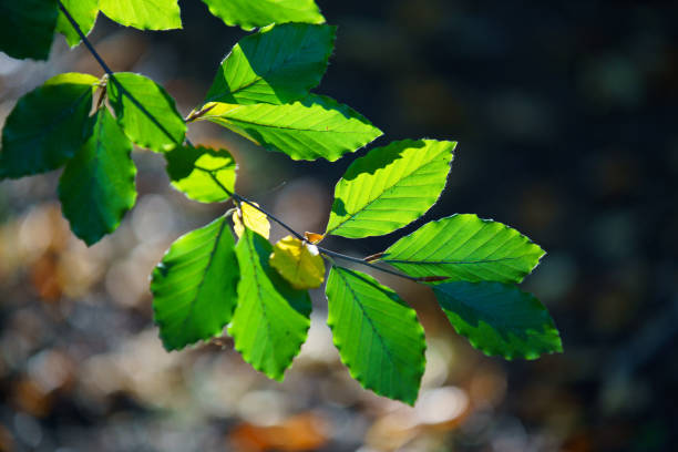 An enchanting close-up of young green leaves budding on delicate branches, highlighted by the soft focus of a blue, bokeh background. This image captures the gentle onset of spring