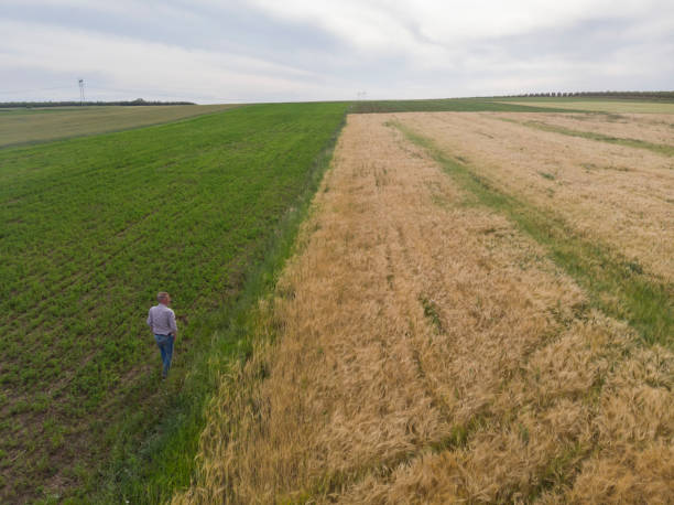 istock Small business agriculture, wheat 2154778853