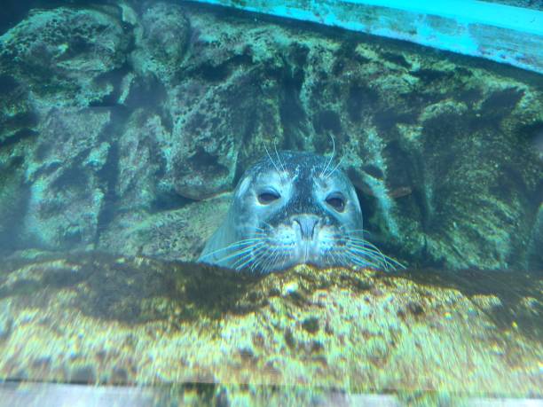 istock Friendly seal's peekaboo, wants to be friends 2154779029
