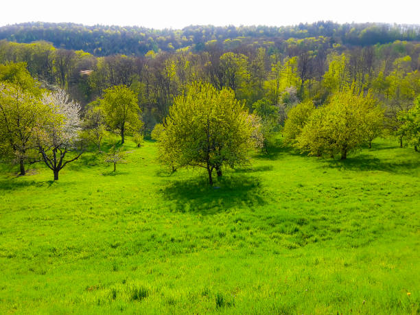 Spring landscape with blooming trees