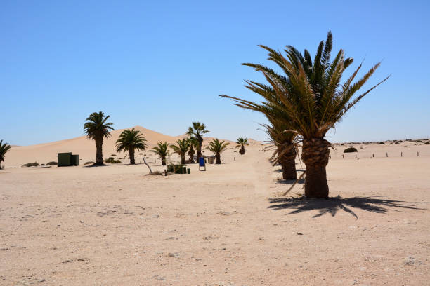 istock A small oasis with a few palm trees, a resting place and distant dunes under a blue sky 2154782338