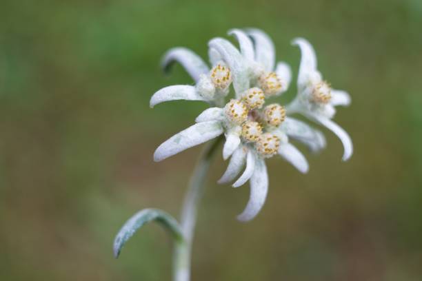 istock Edelweiss (Leontopodium alpinum) Edelweiss is also famous protected mountain flower 2154785945