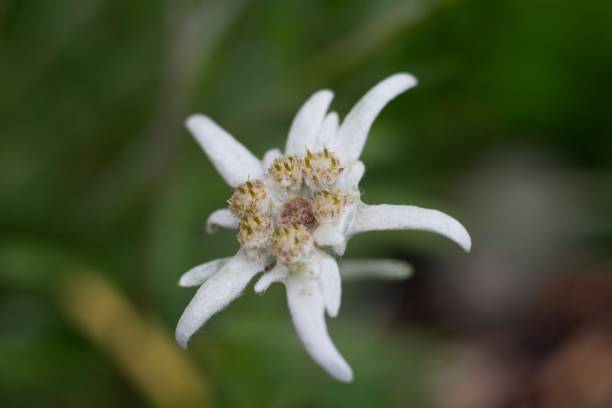 istock Edelweiss (Leontopodium alpinum) Edelweiss is also famous protected mountain flower 2154785953