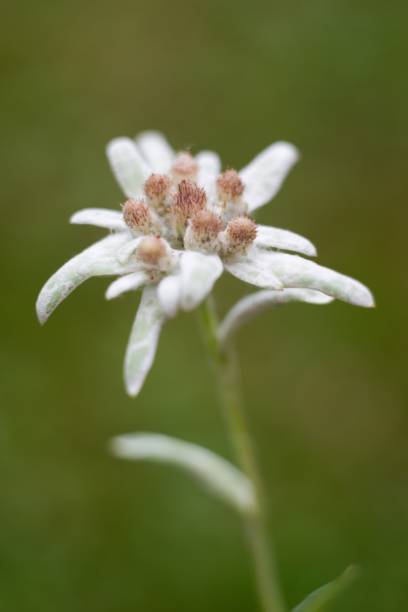 istock Edelweiss (Leontopodium alpinum) Edelweiss is also famous protected mountain flower 2154785957