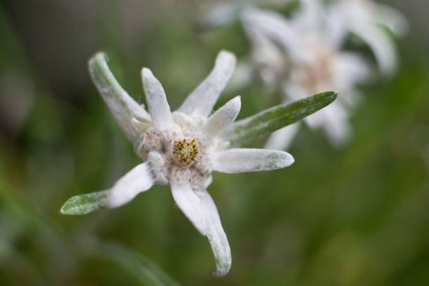 istock Edelweiss (Leontopodium alpinum) Edelweiss is also famous protected mountain flower 2154785961