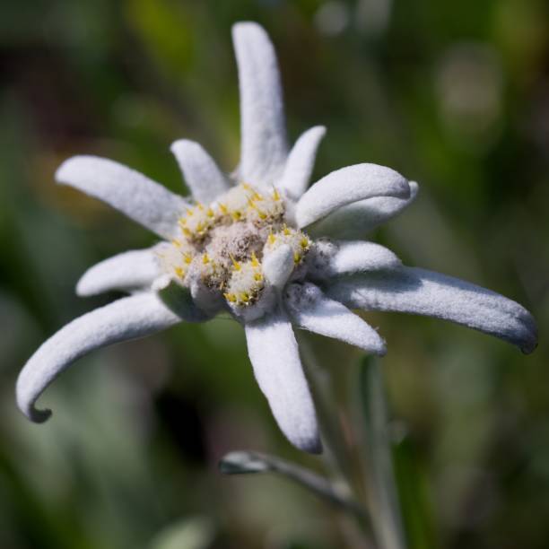 istock Edelweiss (Leontopodium alpinum) Edelweiss is also famous protected mountain flower 2154785991