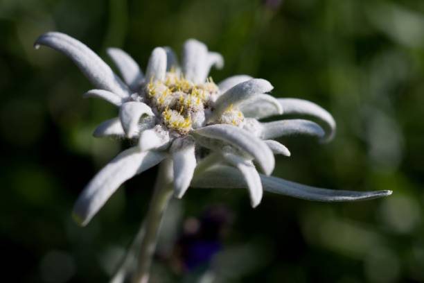 istock Edelweiss (Leontopodium alpinum) Edelweiss is also famous protected mountain flower 2154786014