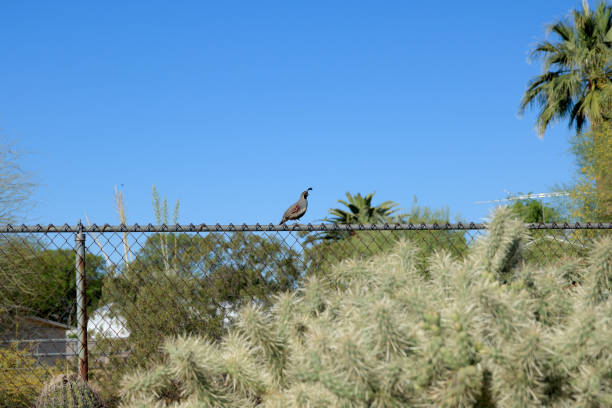 Beautiful mess of dangerous desert plants clustered along fenced urban lots in Phoenix, Arizona