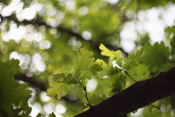 Green oak background with oak acorn.