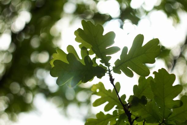 istock Green oak background with oak acorn. 2154786612