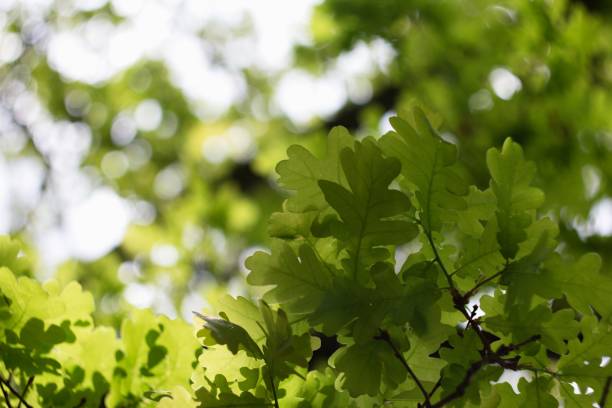istock Green oak background with oak acorn. 2154786613