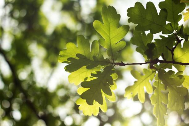 istock Green oak background with oak acorn. 2154786616