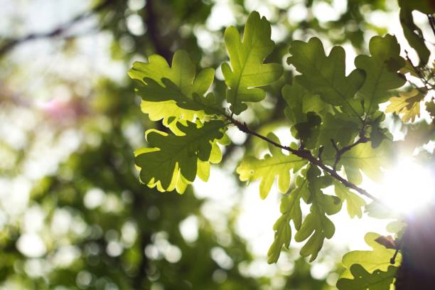 istock Green oak background with oak acorn. 2154786618