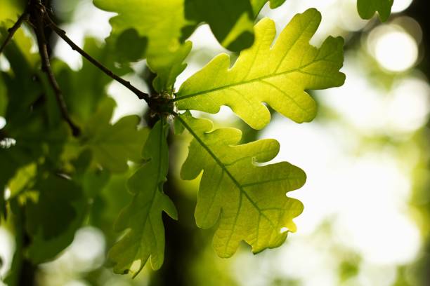 istock Green oak background with oak acorn. 2154786622