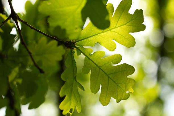 istock Green oak background with oak acorn. 2154786623