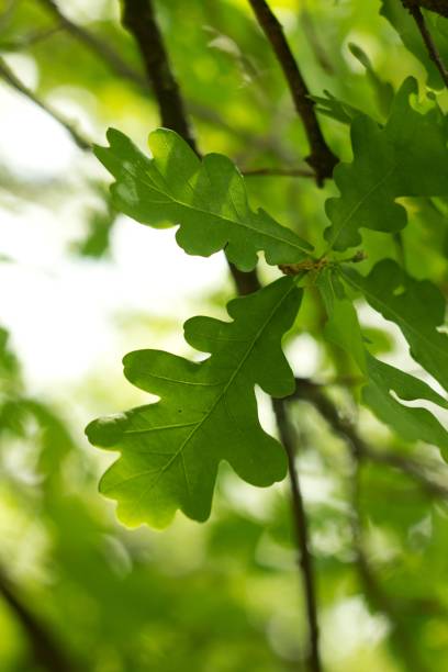 istock Green oak background with oak acorn. 2154786626
