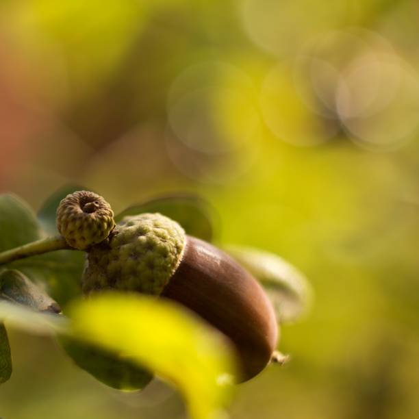 Green oak background with oak acorn.