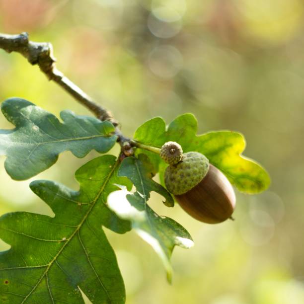 istock Green oak background with oak acorn. 2154786721