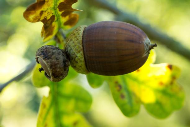 istock Green oak background with oak acorn. 2154786782