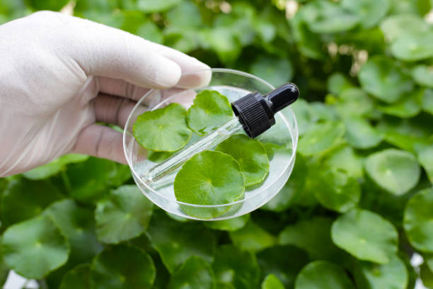 istock Centella asiatica (gotu kola). Fresh green leaves herb background. 2154787232