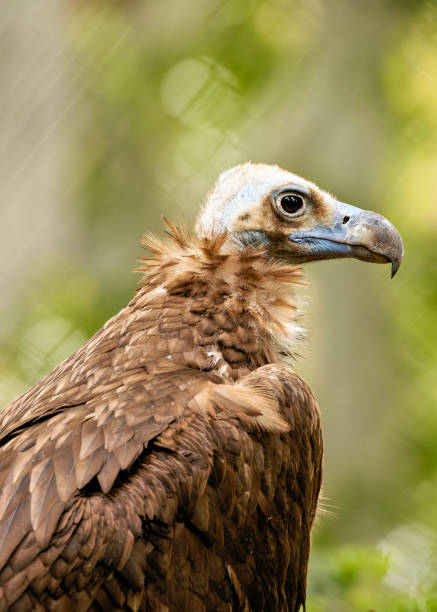 istock Black Vulture (Coragyps atratus) - Commonly Found in the Americas 2154788184