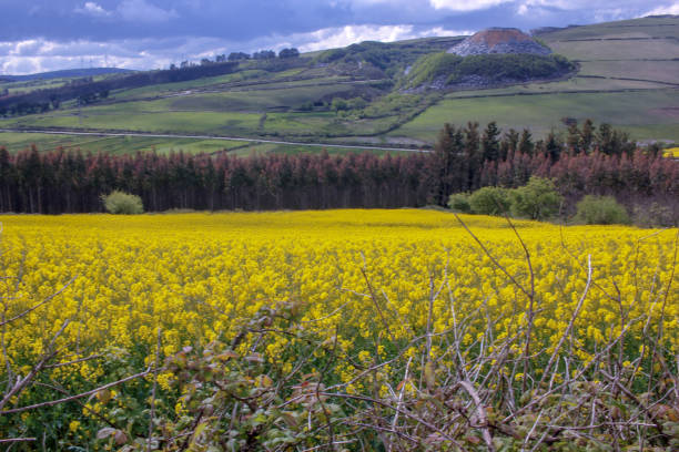 Yellow rape flower bloom in the farmVery beautiful