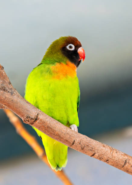 istock Yellow-collared Lovebird (Agapornis personatus) - Commonly Found in East Africa 2154788203