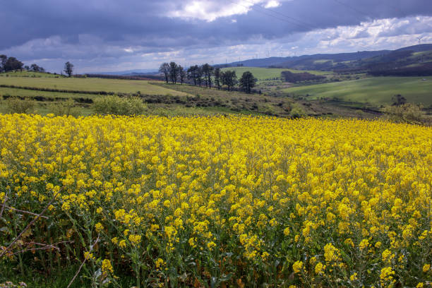 istock beautiful, yellow landscape under a cloudy sky 2154788306