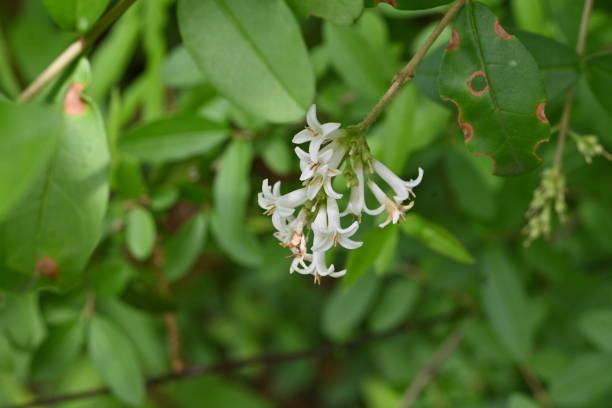 istock Border privet ( Ligustrum obtusifolium ) flowers. Oleaceae deciduous shrub. 2154789390