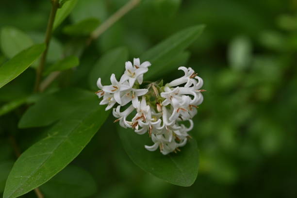 istock Border privet ( Ligustrum obtusifolium ) flowers. Oleaceae deciduous shrub. 2154789391