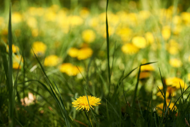 Fresh dandelion flowers growing outdoors in a meadow. Medicinal plant.
