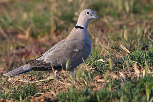 istock Eurasian Collared Dove Streptopelia decaocto 2154790690