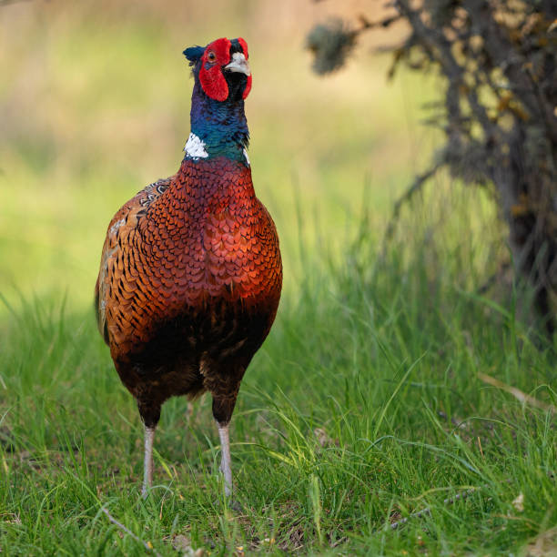 istock Ringneck Pheasant, Phasianus colchicus in the habitat 2154790839