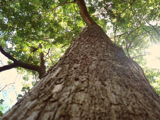 istock Tree trunk and canopy in forest in Brazil 2154790952