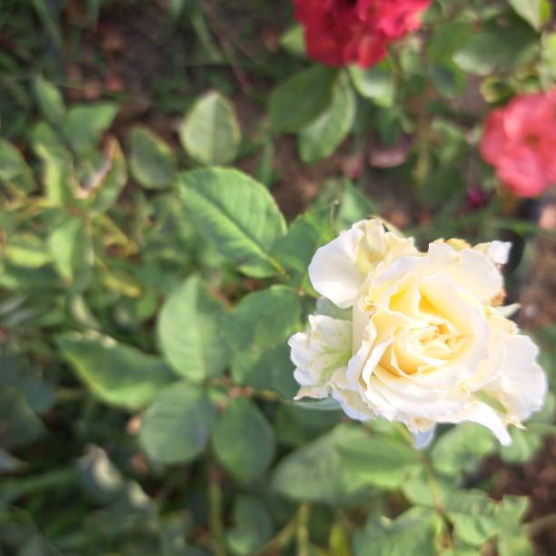 A serene image capturing the delicate beauty of a white rose bud just beginning to open. The soft petals contrast against the blurred green background, emphasizing the purity and simplicity of the bloom. The gentle gradient of the petals adds to the peaceful and calming atmosphere of the photo, making it a perfect representation of nature’s subtle elegance.