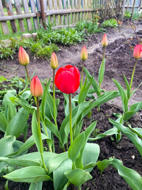 istock red tulips in spring in the garden 2154792976