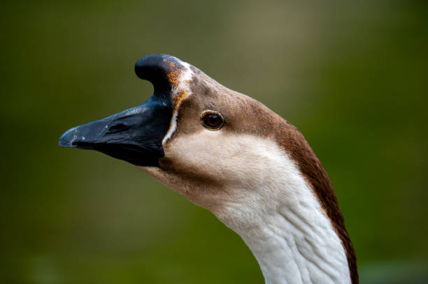 istock Guinea Swan Goose 2154794216