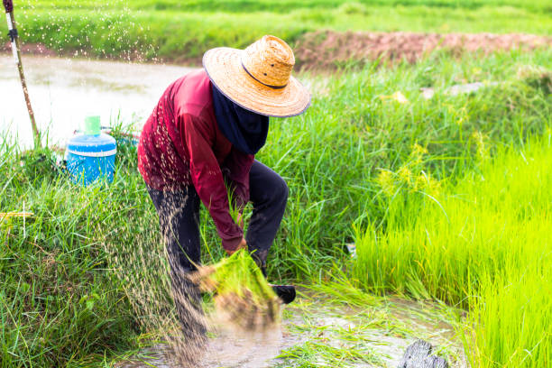 istock The farmer stood looking at the rice plant. 2154794243