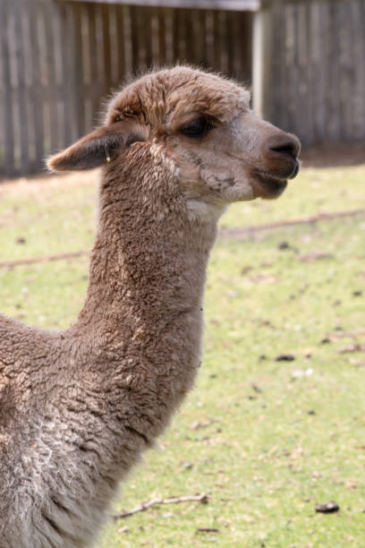 istock this is a close up of an alpaca 2154794904