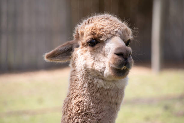 istock this is a close up of an alpaca 2154794907