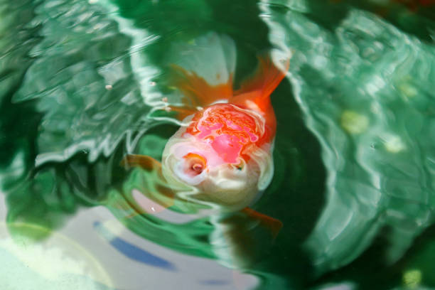 Close-Up Of Orange Fish Swimming In Water