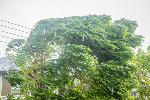 istock storm with heavy rain and strong winds 2154795527