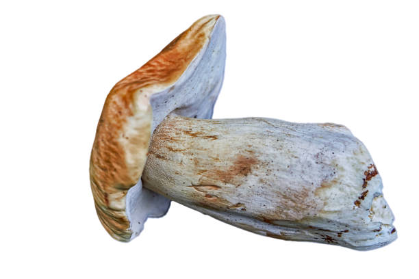 Boletus edulis (cep, porcino or king bolete, usually called porcini mushroom) grows on the forest floor among moss and dry fallen leaves at autumn season.