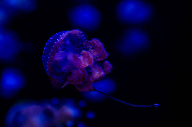 istock A jellyfish is floating in the water 2154797745