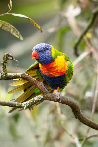 istock the rainbow lorikeet  is perched on a tree branch 2154797872