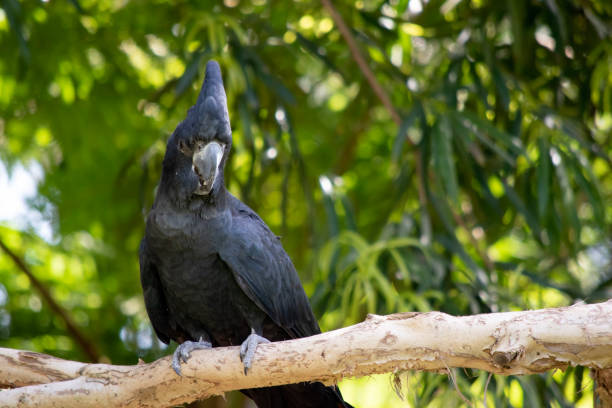 istock the  red tailed black cockatoo is perched on a tree branch 2154797887