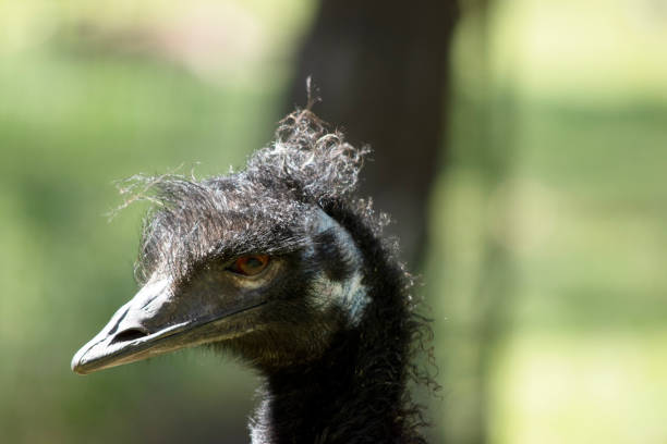 istock this is a close up of an emu 2154797995