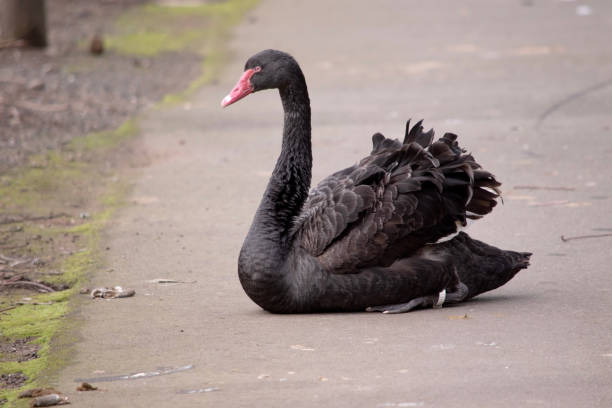 Swan, one of the majestic creatures. Its elegant and slender necks make it a perfect character for poems and tales.