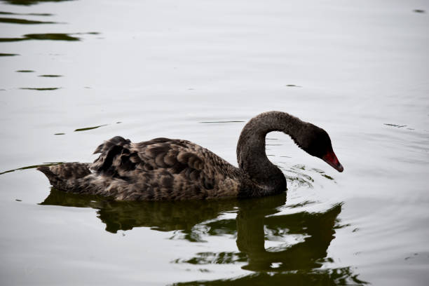 A black swan is swimming in a body of water. The water is green and murky. The swan is the main focus of the image, and it is enjoying its time in the water